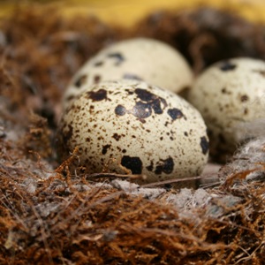 speckled birds eggs in a nest