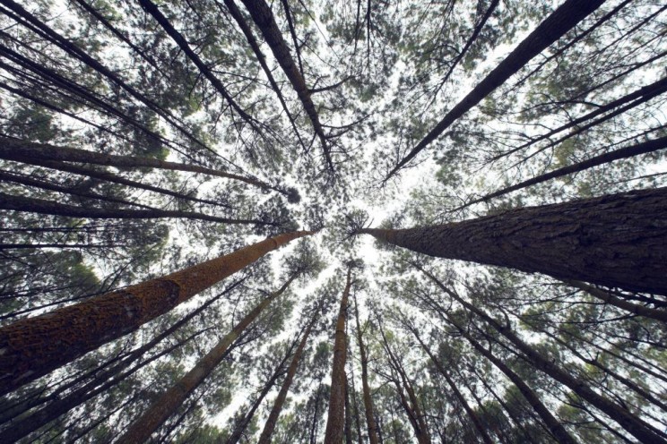 Looking up from forest floor